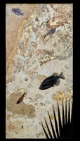Fossil Fish Wall Mural; Vertical Ash