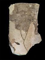 Fossil Fish Wall Mural, with Tree Branch