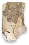 Fossil Fish Wall Mural, with Tree Branch