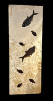 Fossil Fish Wall Mural, Vertical