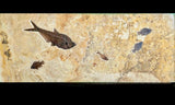 Fossil Fish Wall Mural, Horizontal