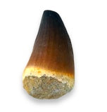 Mosasaur Tooth