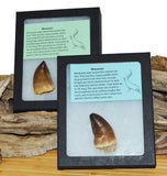 Mosasaur Tooth