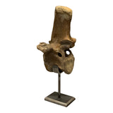 Ice Age Bison Fossil
