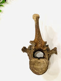 Ice Age Bison Fossil