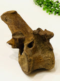 Ice Age Bison Fossil
