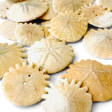 Heliphora Fossil Sand Dollar