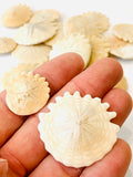 Heliphora Fossil Sand Dollar