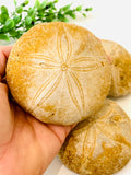 Jurassic Sand Dollar
