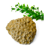 Actinocyathus Coral Fossil
