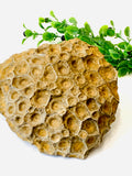 Actinocyathus Coral Fossil