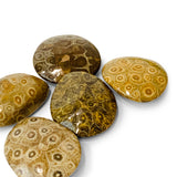 Polished Coral