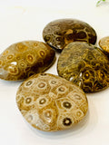 Polished Coral