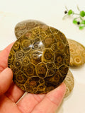 Polished Coral