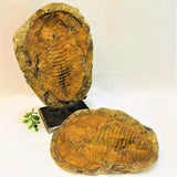 Cambropallas Trilobite