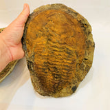 Cambropallas Trilobite