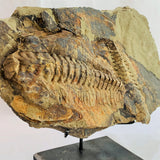 Cambropallas Trilobite