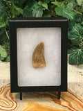 Carcharodontosaur (dinosaur) Tooth