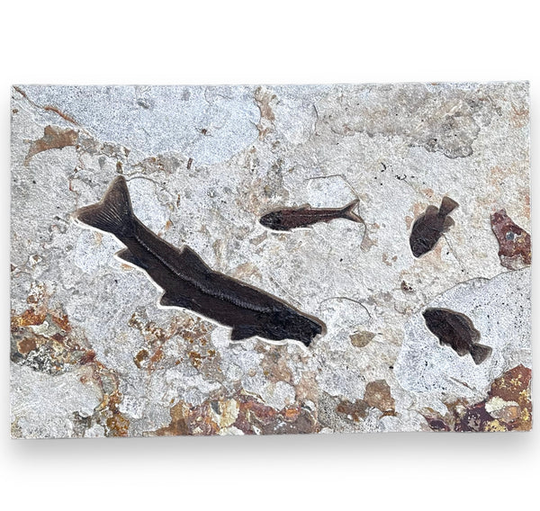 Fossil Fish Wall Mural, Horizontal Ash