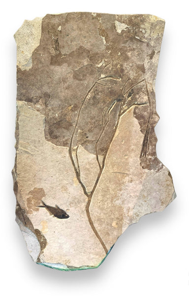 Fossil Fish Wall Mural, with Tree Branch