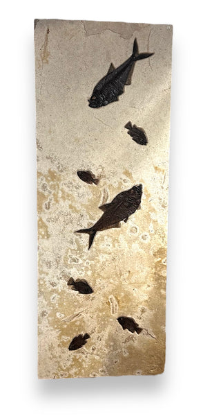 Fossil Fish Wall Mural, Vertical