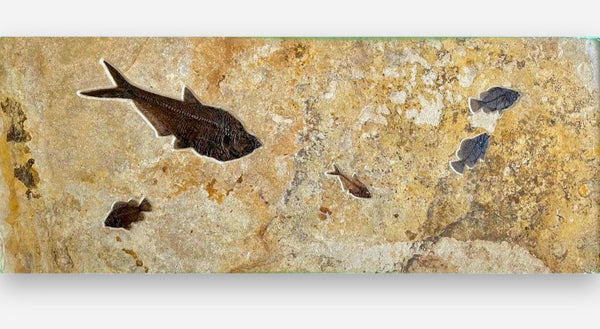 Fossil Fish Wall Mural, Horizontal