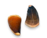 Mosasaur Tooth