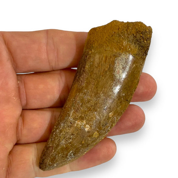 MASSIVE Carcharodontosaur Tooth