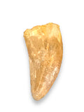 Carcharodontosaur (dinosaur) Tooth