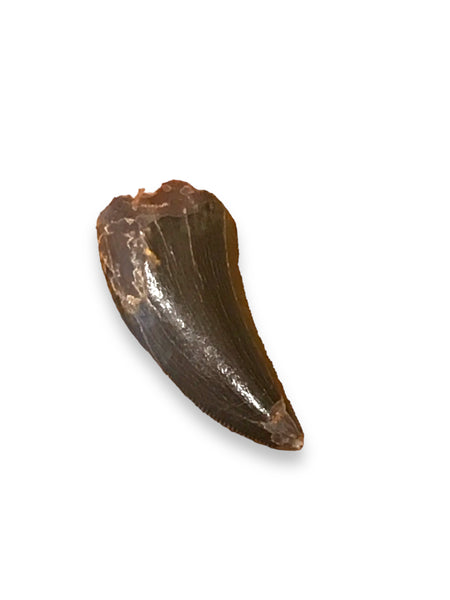 Carcharodontosaur (dinosaur) Tooth