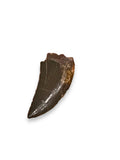 Carcharodontosaur (dinosaur) Tooth