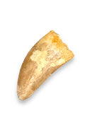 Carcharodontosaur (dinosaur) Tooth