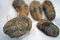 fossil flexicalymene trilobite