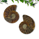 cleoniceras ammonite