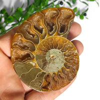 cleoniceras ammonite