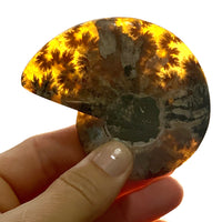 cleoniceras ammonite