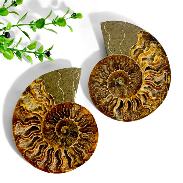 cleoniceras ammonite
