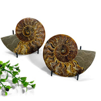 cleoniceras ammonite