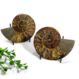 cleoniceras ammonite