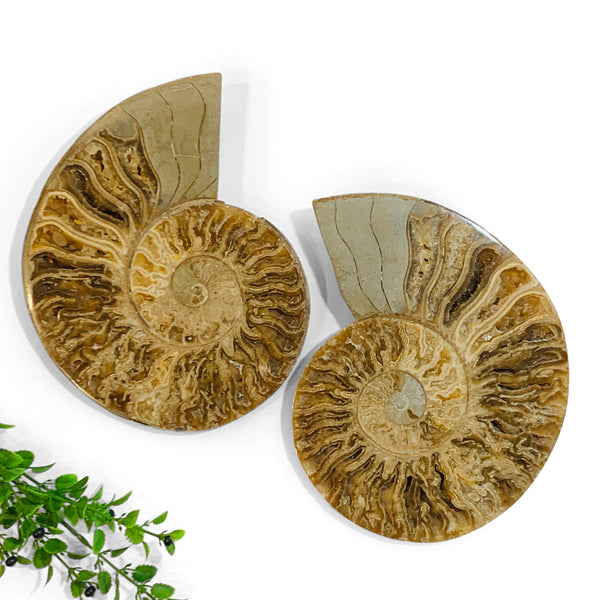 Cleoniceras Ammonite Split, with display stands