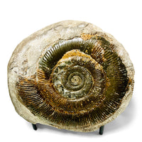 British Ammonite in Nodule (+/-)