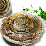 British Ammonite in Nodule (+/-)
