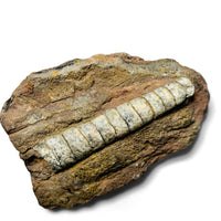 Orthoceras Singles