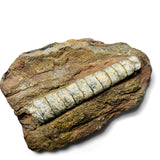 Orthoceras Singles