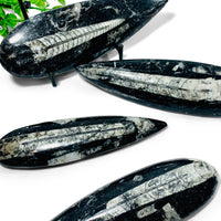 Orthoceras Singles
