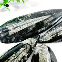 Orthoceras Singles
