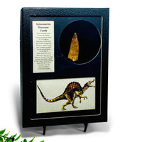 Spinosaurus Tooth