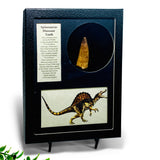 Spinosaurus Tooth