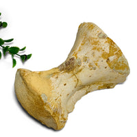 therapod vertebra