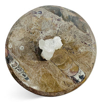 Fossil Orthoceras and Quartz